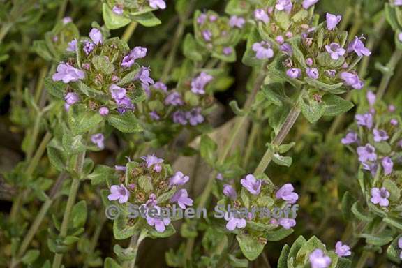 thymus camphoratus 3 graphic